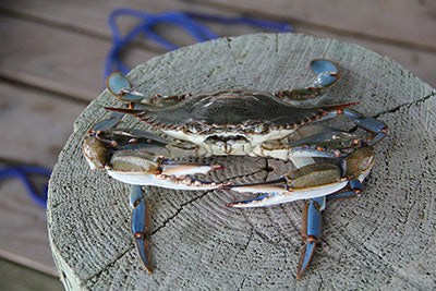 Blue Crab History