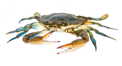 Live Male Blue Crabs