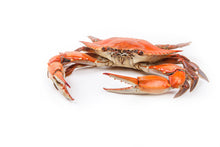 Load image into Gallery viewer, Steamed Male Blue Crabs