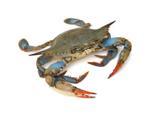 Load image into Gallery viewer, Live Female Blue Crabs