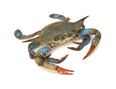 Live Female Blue Crabs